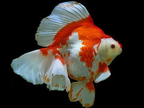 Ryukin Goldfish