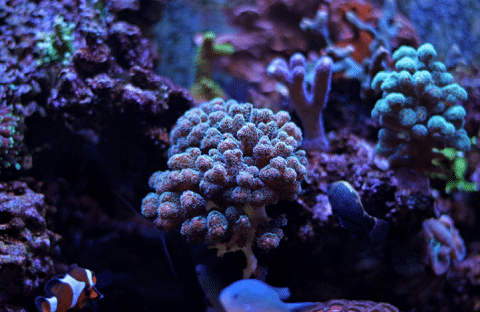 SPS Corals