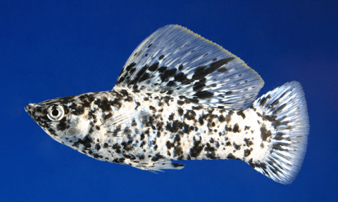 Sailfin Molly in Aquarium