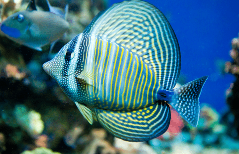 Sailfin Tang in Reef