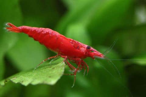 Cherry Shrimp