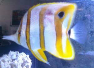 Saltwater Bacterial Infections