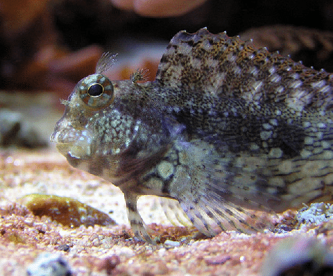 Saltwater Blenny In Reef Tank