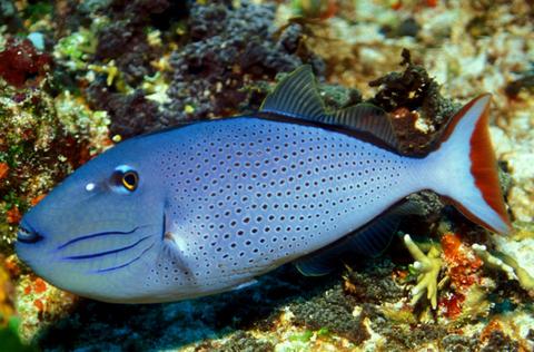 Sargassum Triggerfish