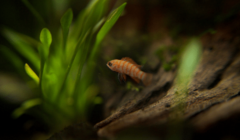 Scarlet Badis