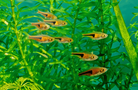 School of Rasboras