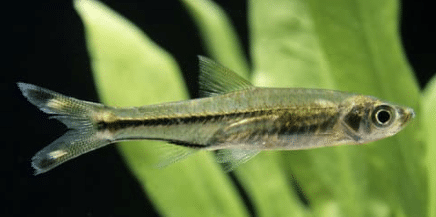 Scissortail Rasbora in Planted Tank
