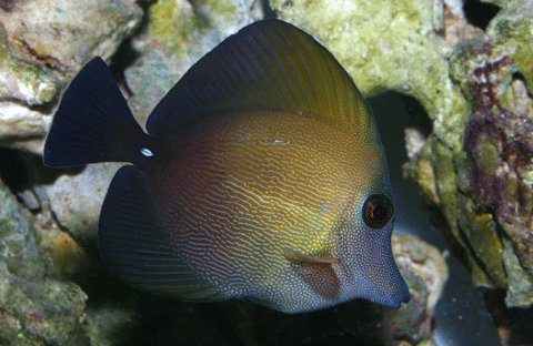 Scopas Tang in Reef Tank