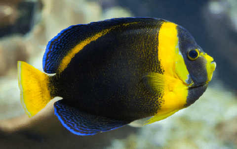 Scribbled Angelfish