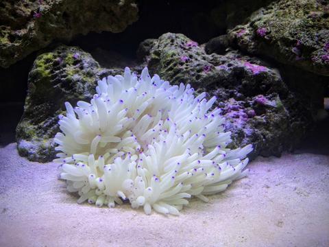 Sebae Anemone