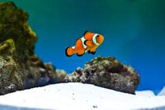 Selecting a Saltwater Fish