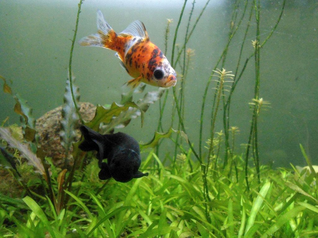 Shubunkin Goldfish in Aquarium
