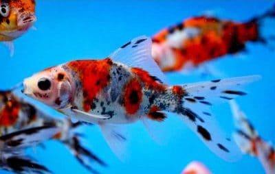 Shubunkin Tank Requirements