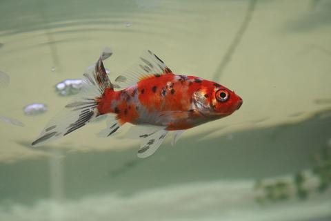 Pond Goldfish
