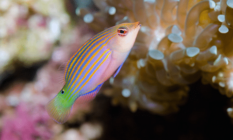 Six Line Wrasse in Reef Tank