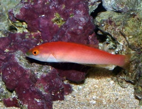 Small Tail Wrasse