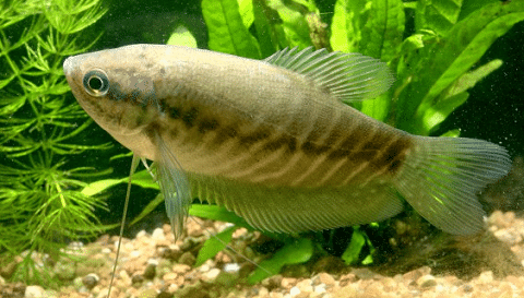 Snakeskin Gourami Fish