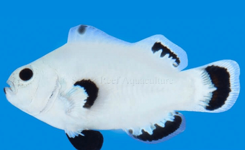 Snow Storm Clownfish