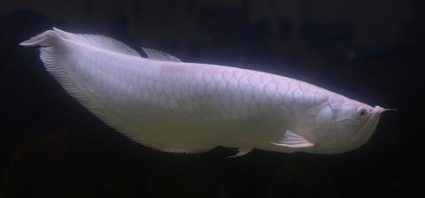 Arowana