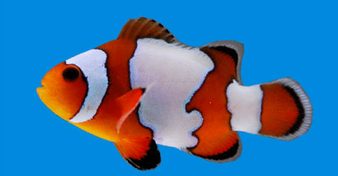 Snowflake Clownfish