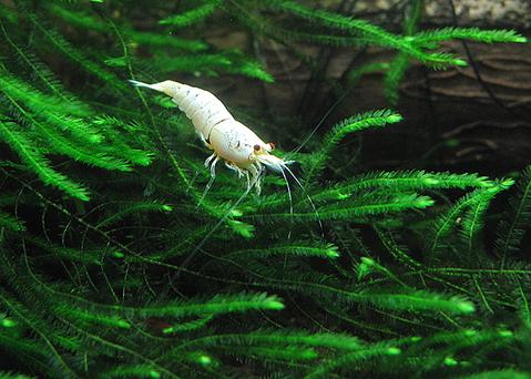 Snow White Bee Shrimp