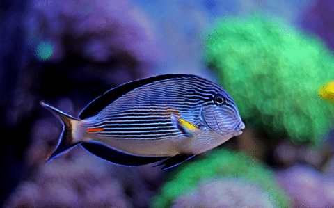 Sohal Tang In Reef Tank