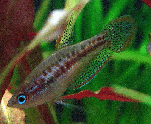 Sparking Gourami in Planted Tank