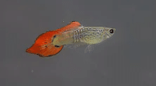 Speartail Guppy
