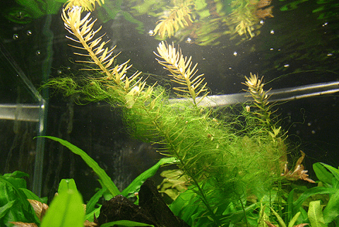 Spirogyra in Aquarium