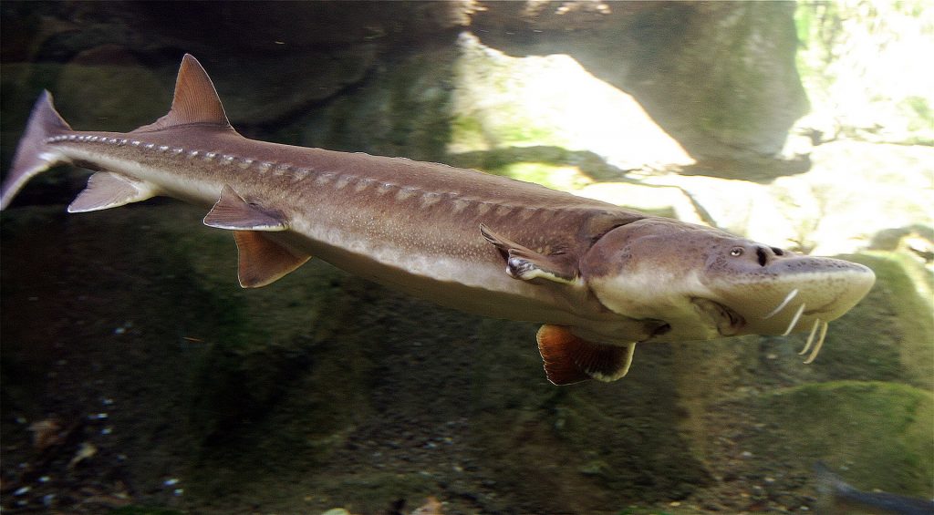 Sturgeon Fish