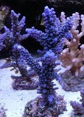 Suharsonoi SPS Coral