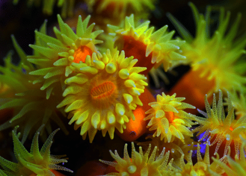 Sun Coral Close Up