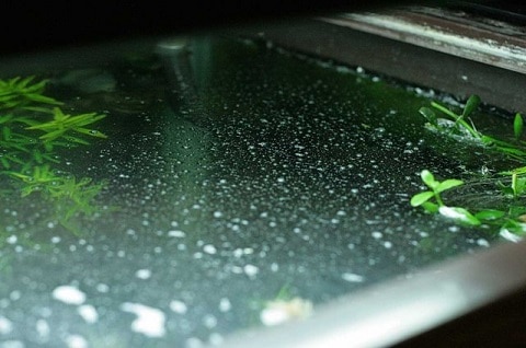 Surface Scum in Aquarium