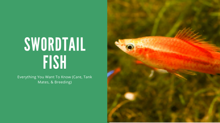Swordtail Fish