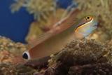 Tailspot Blenny