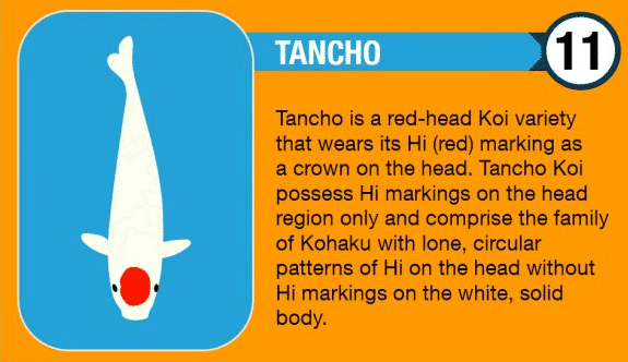 Tancho Koi