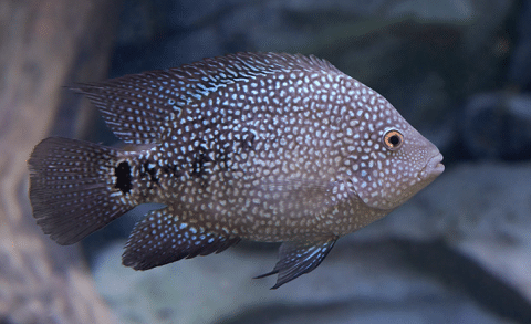 Texas Cichlid