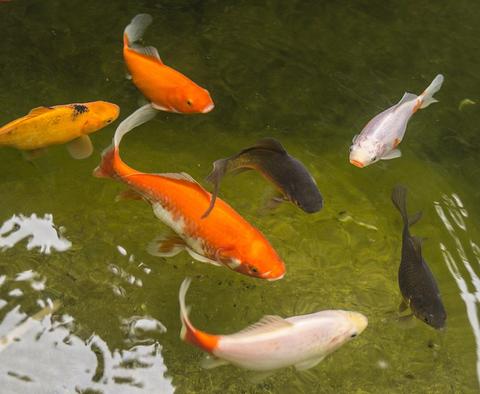 The Goldfish Pond