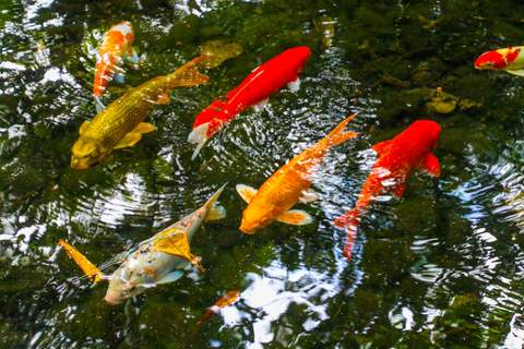 The Koi Pond