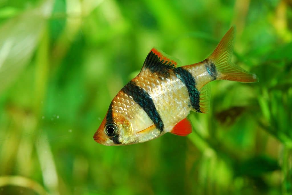 Tiger Barb Fish