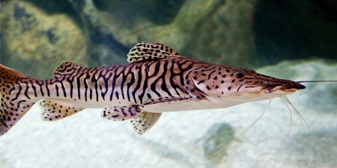 Tiger Shovelnose Catfish in an Aquarium