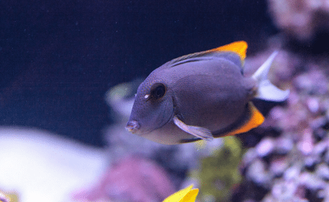 Tomini Tang in Reef Tank