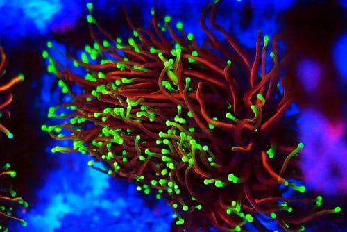 Torch Coral Placed Mid Tank