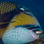 Triggerfish Teeth