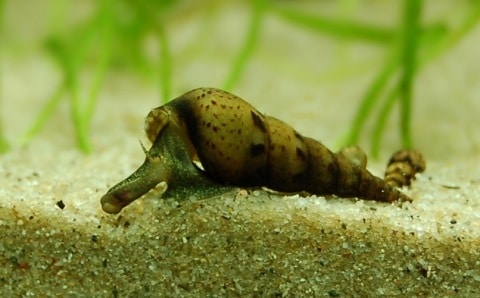 Trumpet Snail