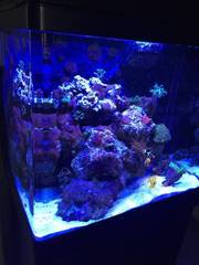 Used Saltwater Reef Tank