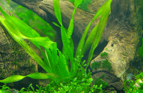 Vallisneria Plant