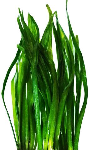 Vallisneria