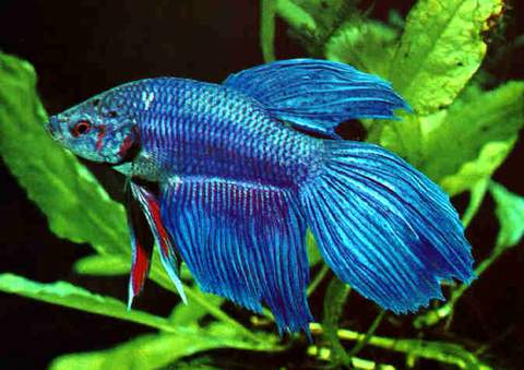 Veil Tail Betta Fish