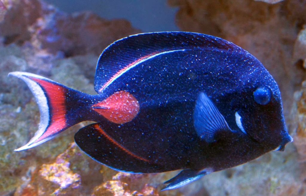 Velvet in Marine Fish